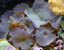 Blue Mushrooms