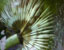 Feather Duster