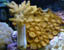 Finger Leather and Zoanthids