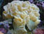 Fox Coral