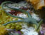 Green Brittle Star