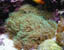 Green Star Polyps
