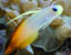 Firefish
