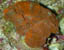 Red Scolymia Brain