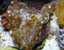 Derasa Clam