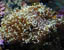 Torch Coral