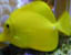 Yellow Tang