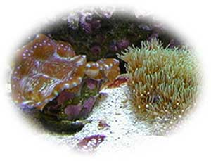 T. Derasa, Green Star Polyps