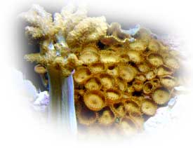 Finger Leather and Zooanthids