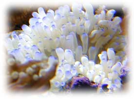 Heteractis Crispa